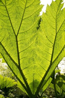 Underneath huge leaf of Giant Gunnera plant (Gunnera manicata)