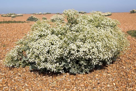 Sea Kale (Crambe maritima) in flower