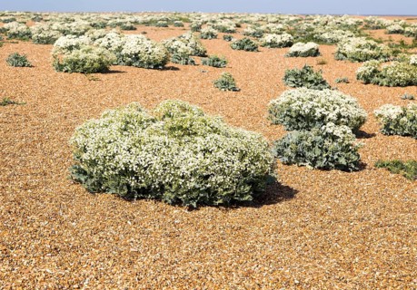 Sea Kale (Crambe maritima) in flower