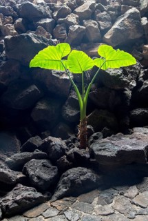 Plant in Cueva de Los Verdes