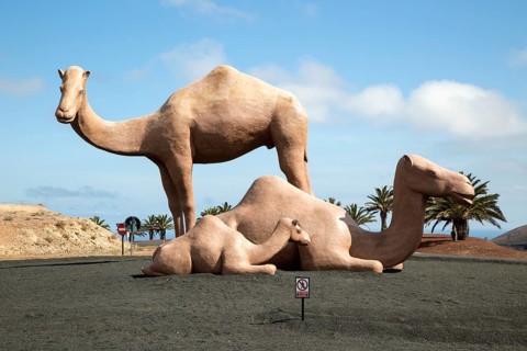 Giant dromedar family