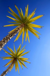 Spanish bayonet (Yucca aloifolia)