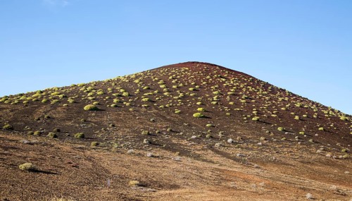 Green Tabaiba (Euphorbia balsamifera) bushes spread over volcanic hillside