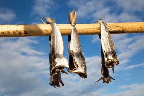 Cod fish drying outside on wooden pole
