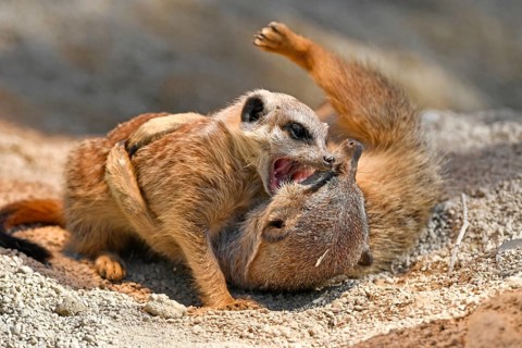 Meerkats (Suricata suricatta)