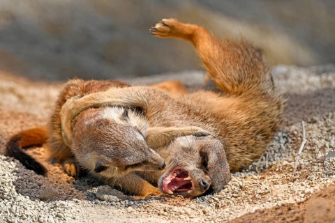Meerkats (Suricata suricatta)