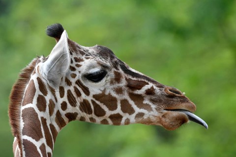 Reticulated Giraffe (Giraffa camelopardalis reticulata)