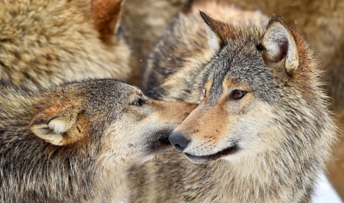 Eastern wolves