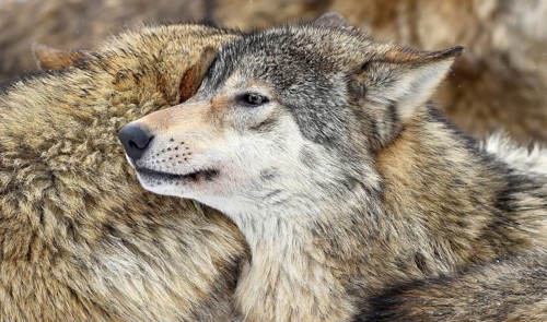 Eastern Wolf