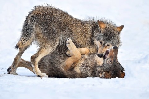 One-year old Eastern Wolf