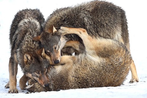 One-year old Eastern Wolf