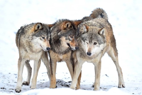 One-year old Eastern Wolf