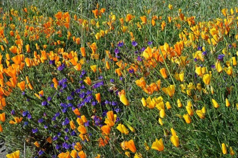 Poppy flowers