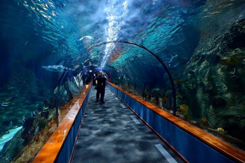 Tunnel through the aquarium