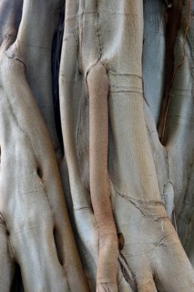 Moreton Bay fig (Ficus macrophylla) or Australian banyan