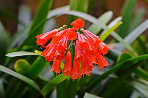 Clivia (Clivia caulescens)