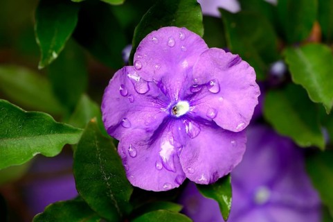 Brunfelsia (Brunfelsia uniflora)