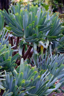 Aloe (Kumara plicatilis