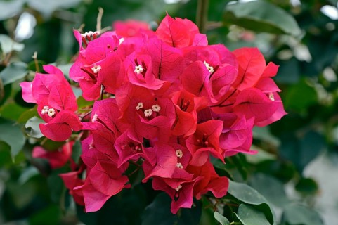 Drilling flower (Bougainvillea glabra) or Bougainvillea