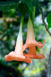 Colorful Angel's Trumpet (Brugmansia versicolor)