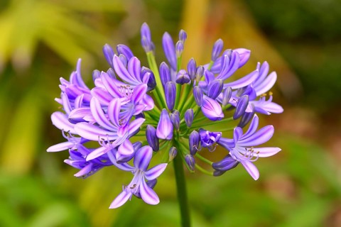 African Lily (Agapanthus praecox)