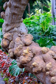 Chrakteristische bumps on the trunk