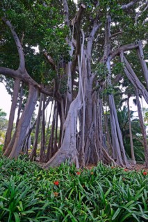 Moreton Bay fig (Ficus macrophylla) or Australian banyan