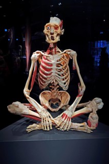 Plastinate