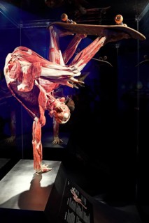 Plastinate
