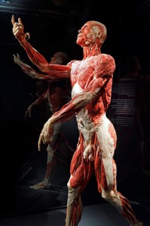 Plastinate