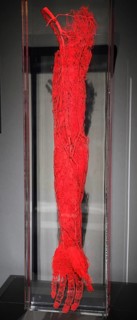 Plastinate
