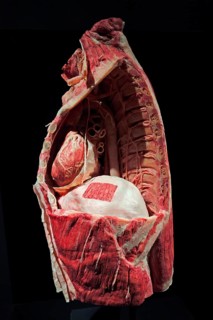 Plastinate