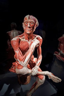 Plastinate