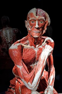 Plastinate