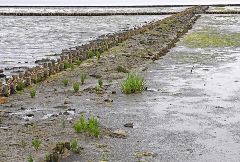 Fascines for support in tidal flat