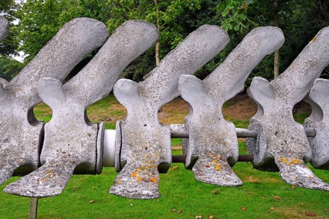 Vertebrae of finback whale (Balaenoptera physalus)