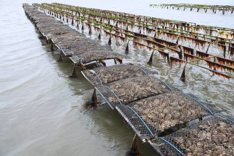Pacific oyster (Crassostrea gigas)