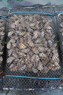 Pacific oyster (Crassostrea gigas)