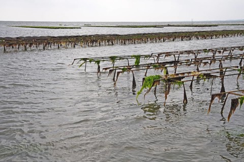Pacific oyster (Crassostrea gigas)