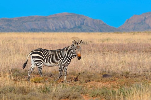 Cape Mountain Zebra (Equus zebra zebra)
