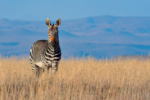 Cape Mountain Zebra (Equus zebra zebra)