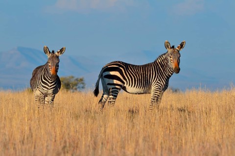Cape Mountain Zebras (Equus zebra zebra)
