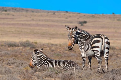 Cape Mountain Zebras (Equus zebra zebra)