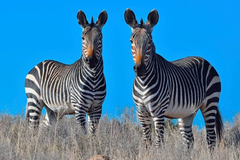 Cape Mountain Zebras (Equus zebra zebra)