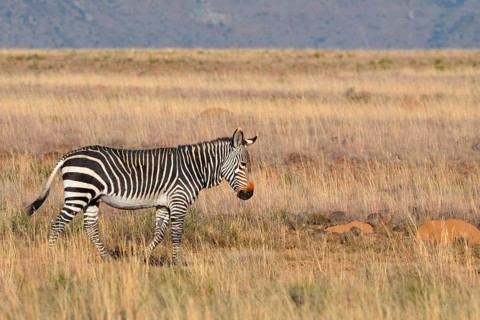 Cape Mountain Zebra (Equus zebra zebra)
