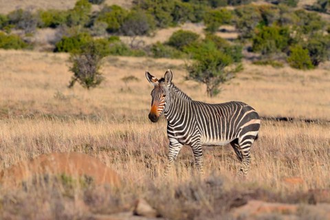 Cape Mountain Zebra (Equus zebra zebra)