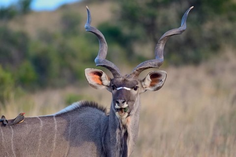 Greater kudu (Tragelaphus strepsiceros) adult