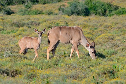 Greater kudus (Tragelaphus strepsiceros)