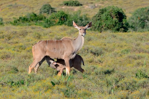 Greater kudus (Tragelaphus strepsiceros)