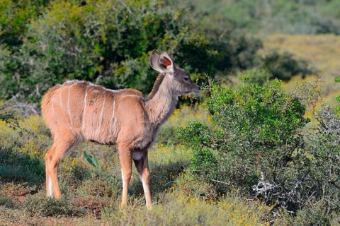 Greater kudu (Tragelaphus strepsiceros)